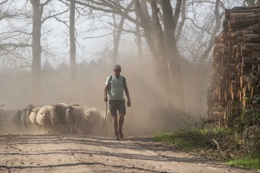 Kudde schapen vertrekt voor natuurbegrazing