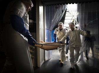 Kaviaar van witte steur