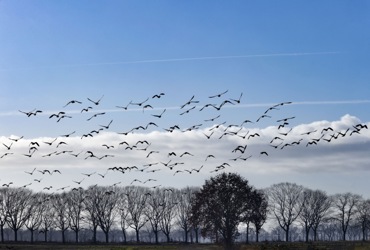 ganzen boven boerenbedrijven