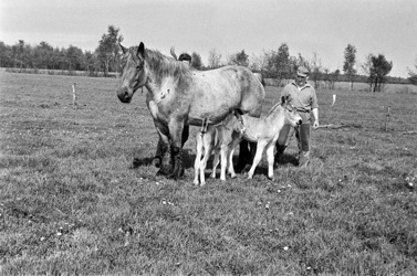 Paardentweeling geboren op de Scheepstal